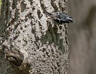 Black and White Warbler 2704